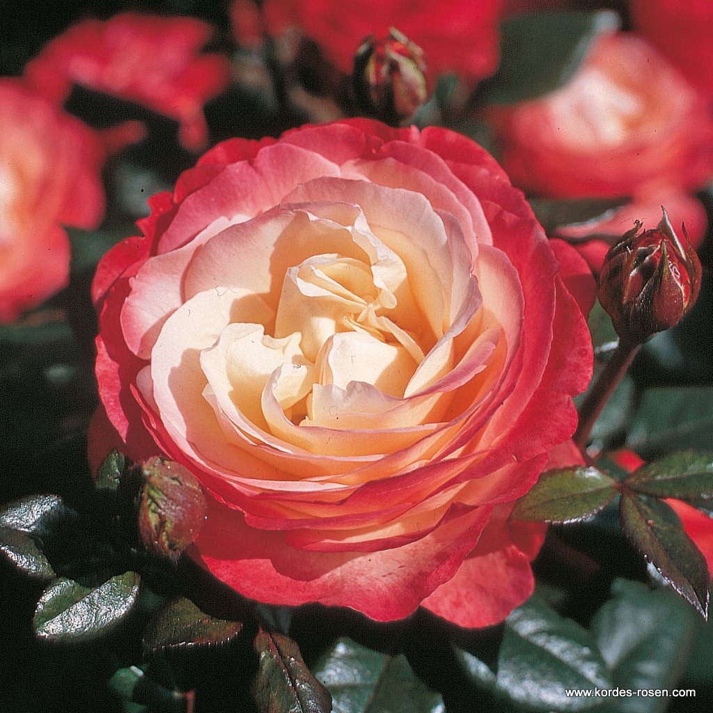 Роза чайно-гибридная Ностальжи штамб 80